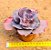 Echeveria Jane naylor - Imagem 5