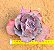 Echeveria Jane naylor - Imagem 6