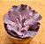 Echeveria Jane naylor - Imagem 1