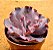 Echeveria Jane naylor - Imagem 2