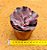 Echeveria Jane naylor - Imagem 3