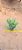 Bulbine frutencens - Imagem 2