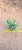 Bulbine frutencens - Imagem 1