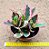 Peperomia clusiifolia tricolor - Imagem 3