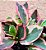 Peperomia clusiifolia tricolor - Imagem 2