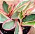 Peperomia clusiifolia tricolor - Imagem 3