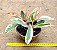 Peperomia clusiifolia tricolor - Imagem 2