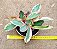 Peperomia clusiifolia tricolor - Imagem 1