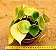 Peperomia polybotrya - raindrops - Imagem 2