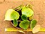 Peperomia polybotrya - raindrops - Imagem 3