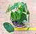 Peperomia polybotrya - raindrops - Imagem 1