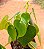 Peperomia polybotrya - raindrops - Imagem 2