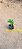 Crassula tom thumb - Imagem 2