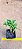 Crassula tom thumb - Imagem 1