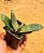 Gasteria nigricans - Imagem 5