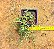 Senecio peregrinus - Suculenta "colar-de-golfinhos" - Imagem 1