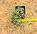 Senecio peregrinus - Suculenta "colar-de-golfinhos" - Imagem 2