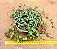 Peperomia rotundifolia - Imagem 1