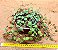 Peperomia rotundifolia - Imagem 2