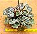 Saxifraga stolonifera - Imagem 2