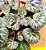Saxifraga stolonifera - Imagem 3