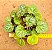 Saxifraga stolonifera - Imagem 1