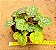 Saxifraga stolonifera - Imagem 2