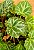 Saxifraga stolonifera - Imagem 3