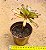 Aeonium cherry dreans - produto frágil para envio - Imagem 2