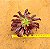 Aeonium cherry dreans - produto frágil para envio - Imagem 3