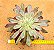 Aeonium cherry dreans - produto frágil para envio - Imagem 1