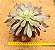 Aeonium cherry dreans - produto frágil para envio - Imagem 4