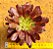 Aeonium cherry dreans - produto frágil para envio - Imagem 1
