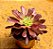 Aeonium cherry dreans - produto frágil para envio - Imagem 2