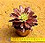 Aeonium cherry dreans - produto frágil para envio - Imagem 3