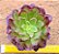 Aeonium cherry dreans - produto frágil para envio - Imagem 1
