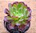 Aeonium cherry dreans - produto frágil para envio - Imagem 2