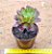 Aeonium cherry dreans - produto frágil para envio - Imagem 3