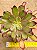 Aeonium cherry dreans - produto frágil para envio - Imagem 3