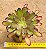 Aeonium cherry dreans - produto frágil para envio - Imagem 1