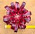 Aeonium medusa - produto frágil para envio - Imagem 1