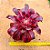 Aeonium medusa - produto frágil para envio - Imagem 6