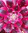 Aeonium medusa - produto frágil para envio - Imagem 3