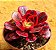 Aeonium medusa - produto frágil para envio - Imagem 2