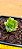 Crassula estagnol spiralis - Imagem 1