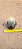 Mammillaria leptacantha - Imagem 3