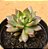Echeveria Ignis - Imagem 2