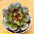 Echeveria black tan - Imagem 1