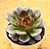 Echeveria black tan - Imagem 2