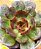 Echeveria black tan - Imagem 3